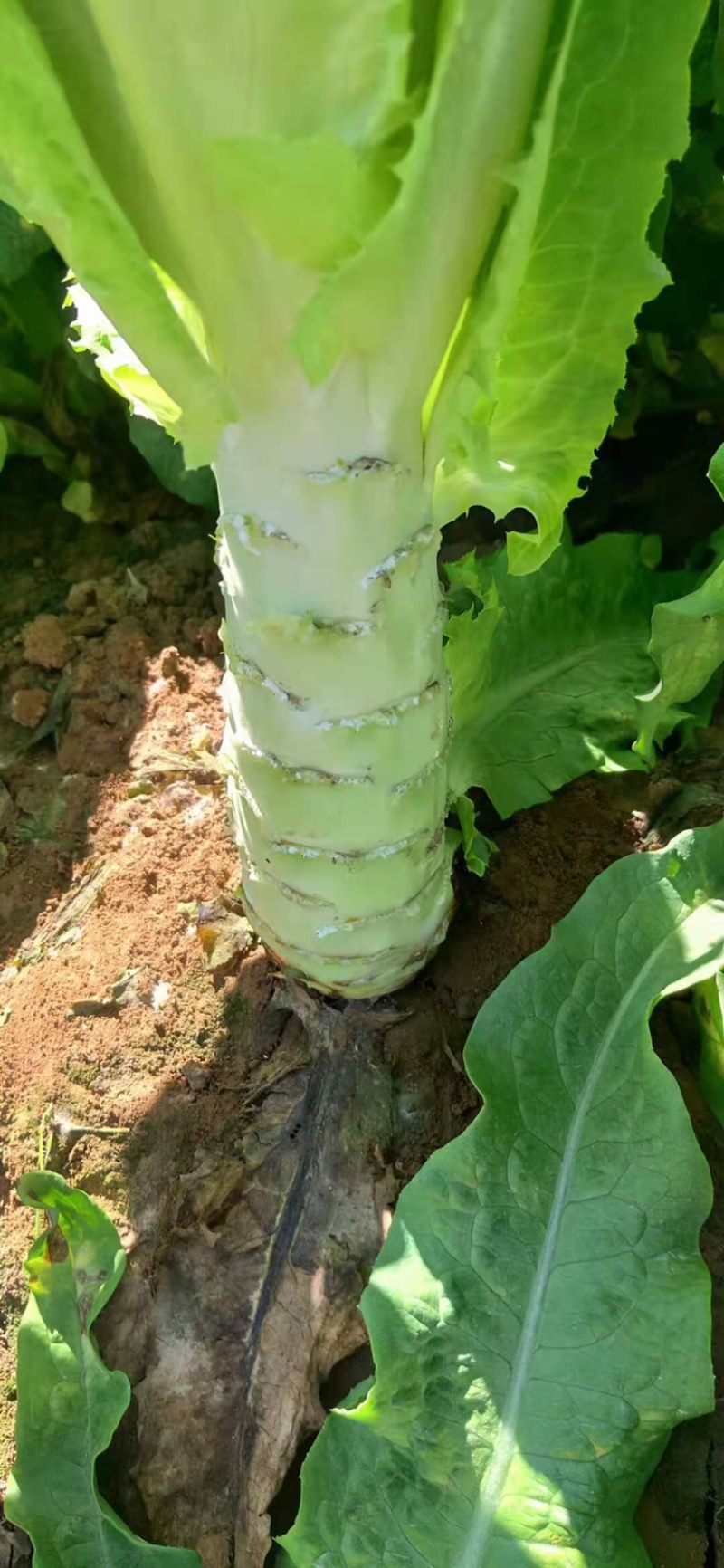 青叶莴笋，已经上市，一手货源，全国发货，需要滴滴我