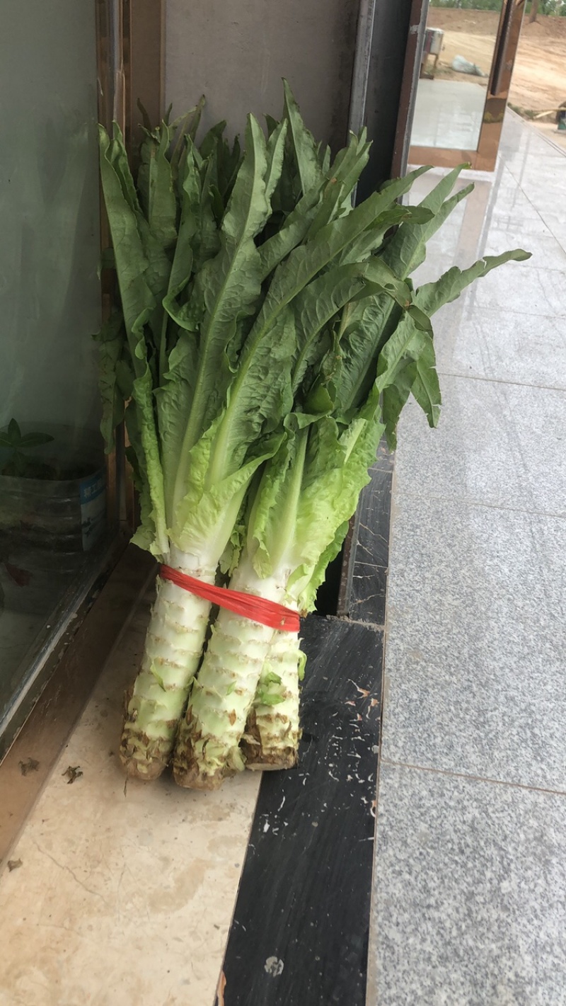 青叶莴笋，已经上市，一手货源，全国发货，需要滴滴我