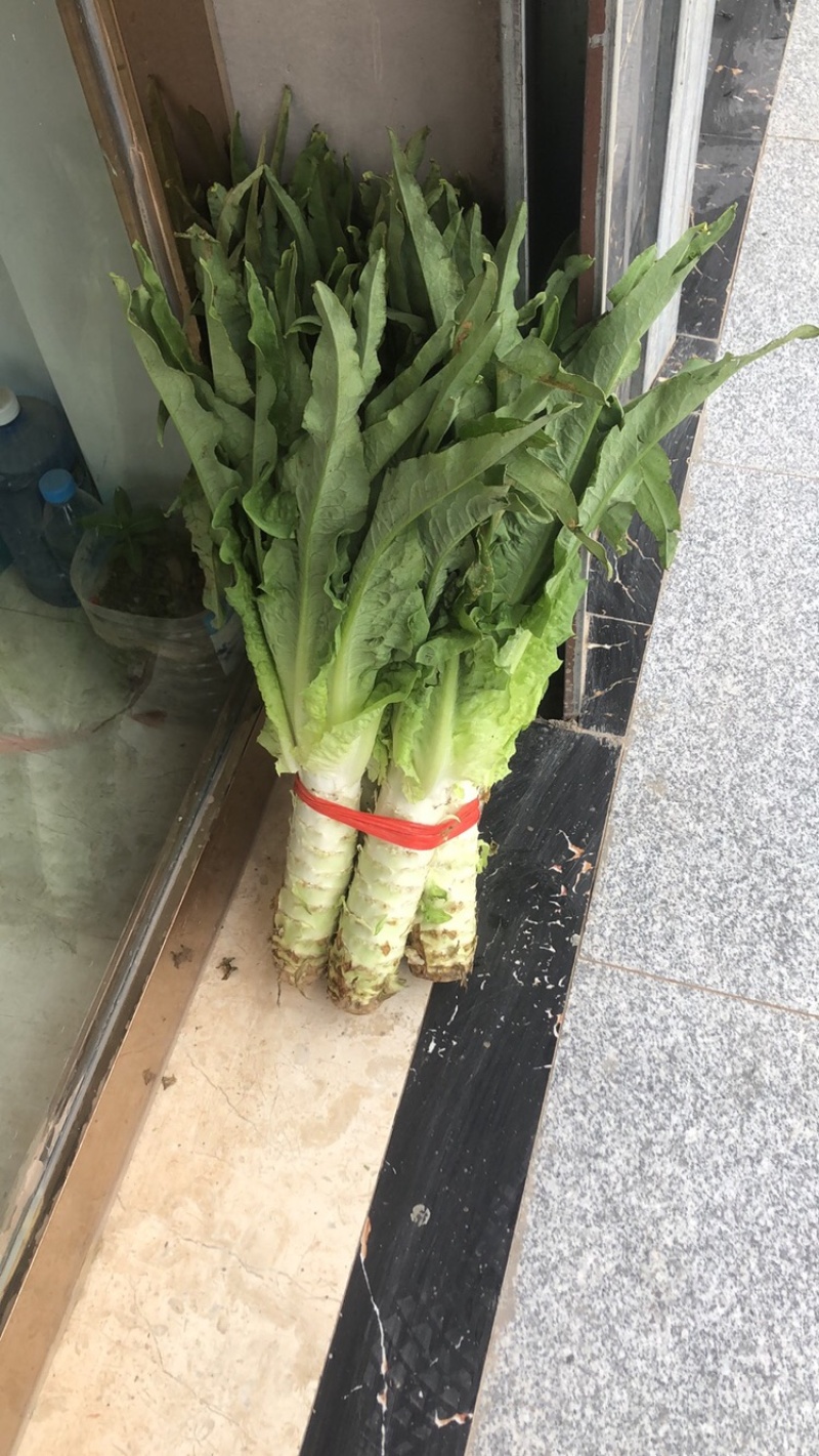 青叶莴笋，已经上市，一手货源，全国发货，需要滴滴我