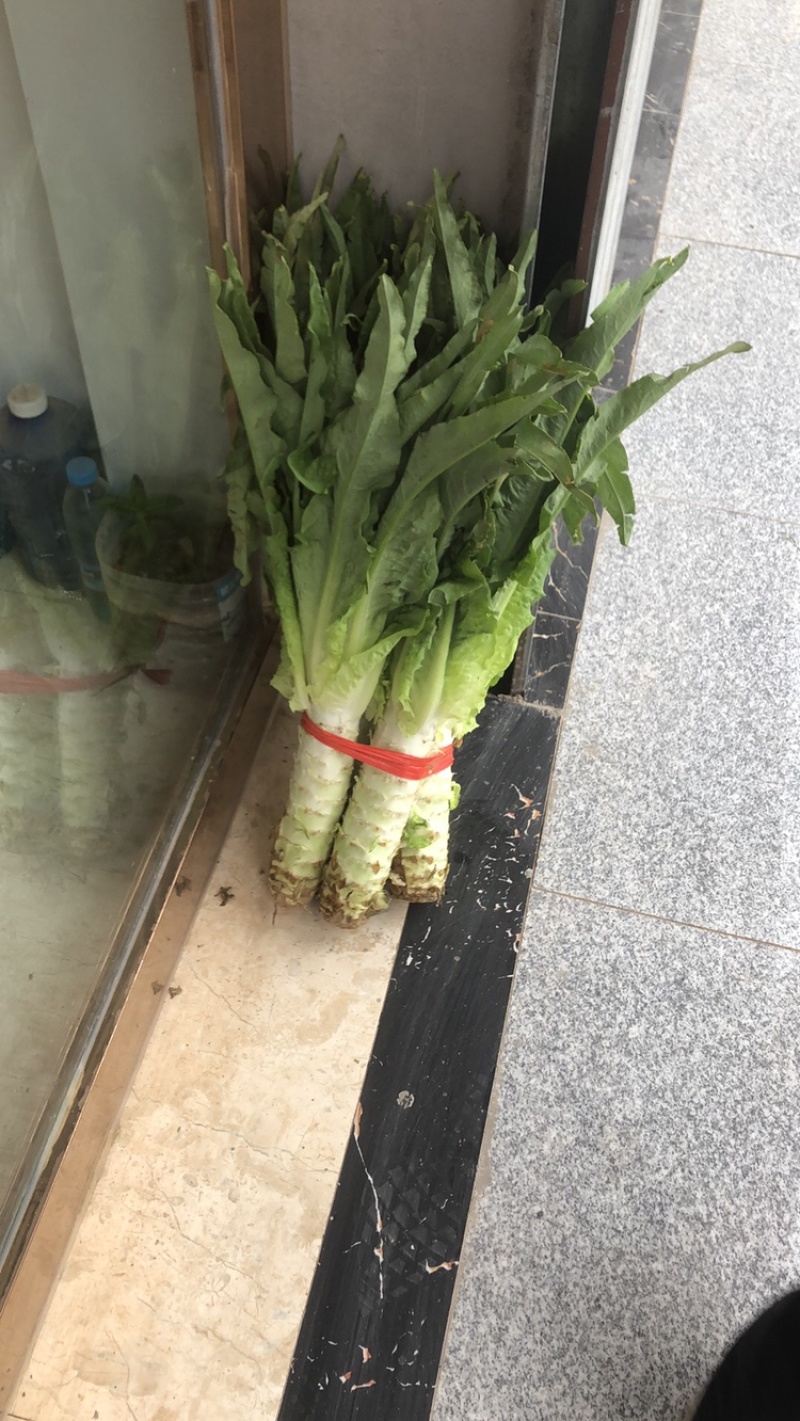 青叶莴笋，已经上市，一手货源，全国发货，需要滴滴我