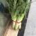 青叶莴笋，已经上市，一手货源，全国发货，需要滴滴我