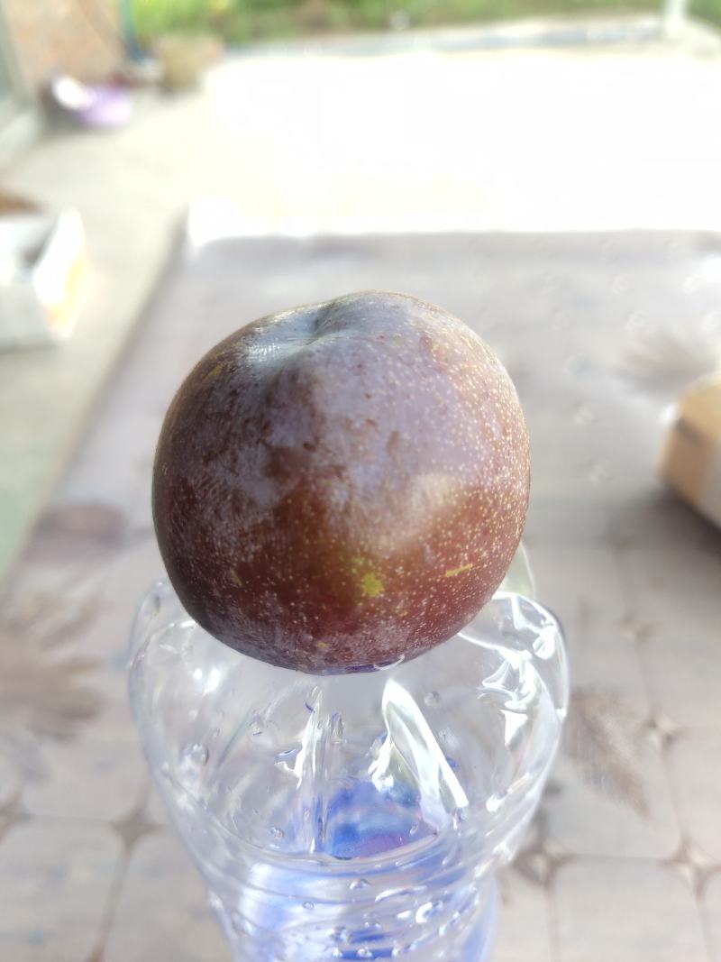 五月脆李子，脆,甜,可口。。。。。。。。。
