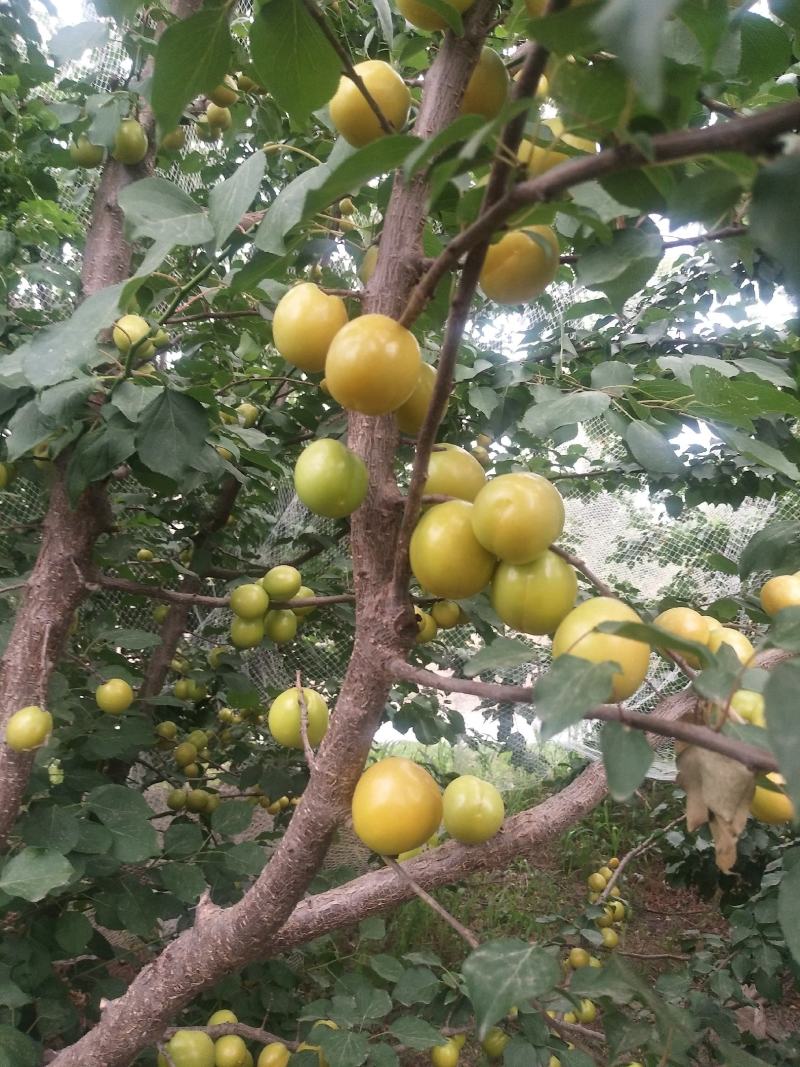 油桃杏落价了