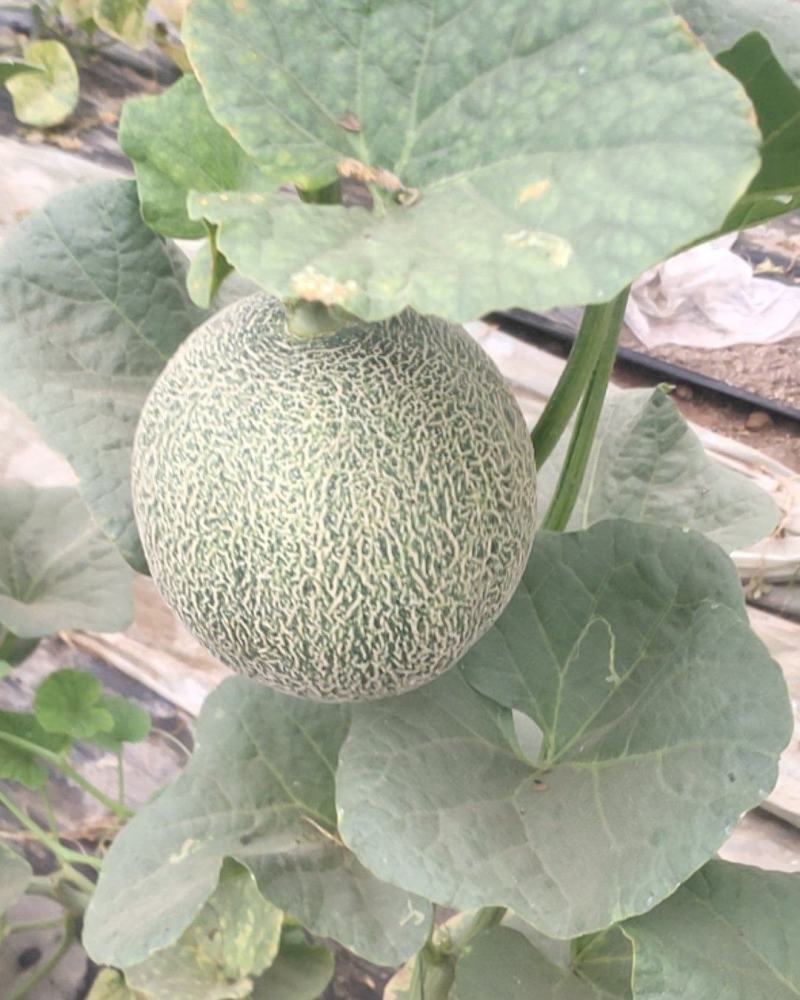 精品绿蜜