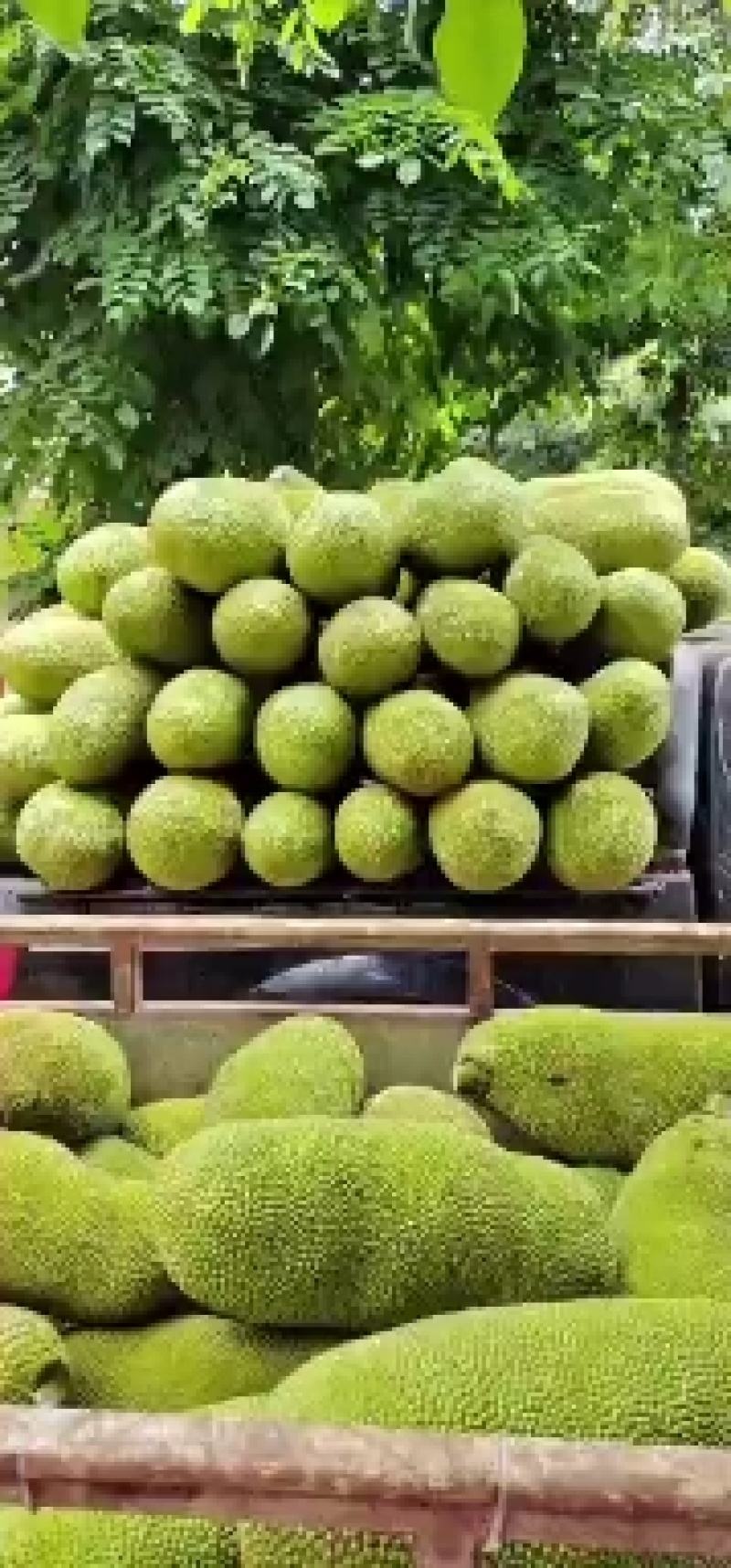 菠萝蜜马一泰八香甜可口产地直供价格便宜保质保量