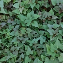 红薯苗