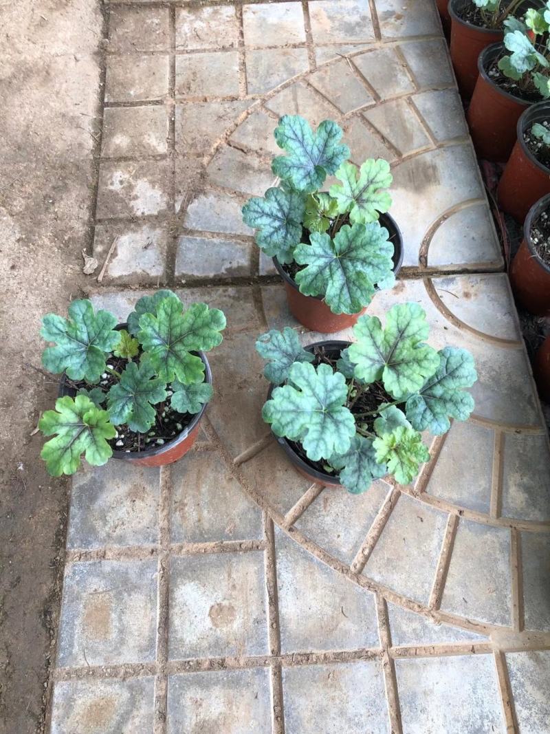 大地的调色盘矾根110盆矾根多色可选