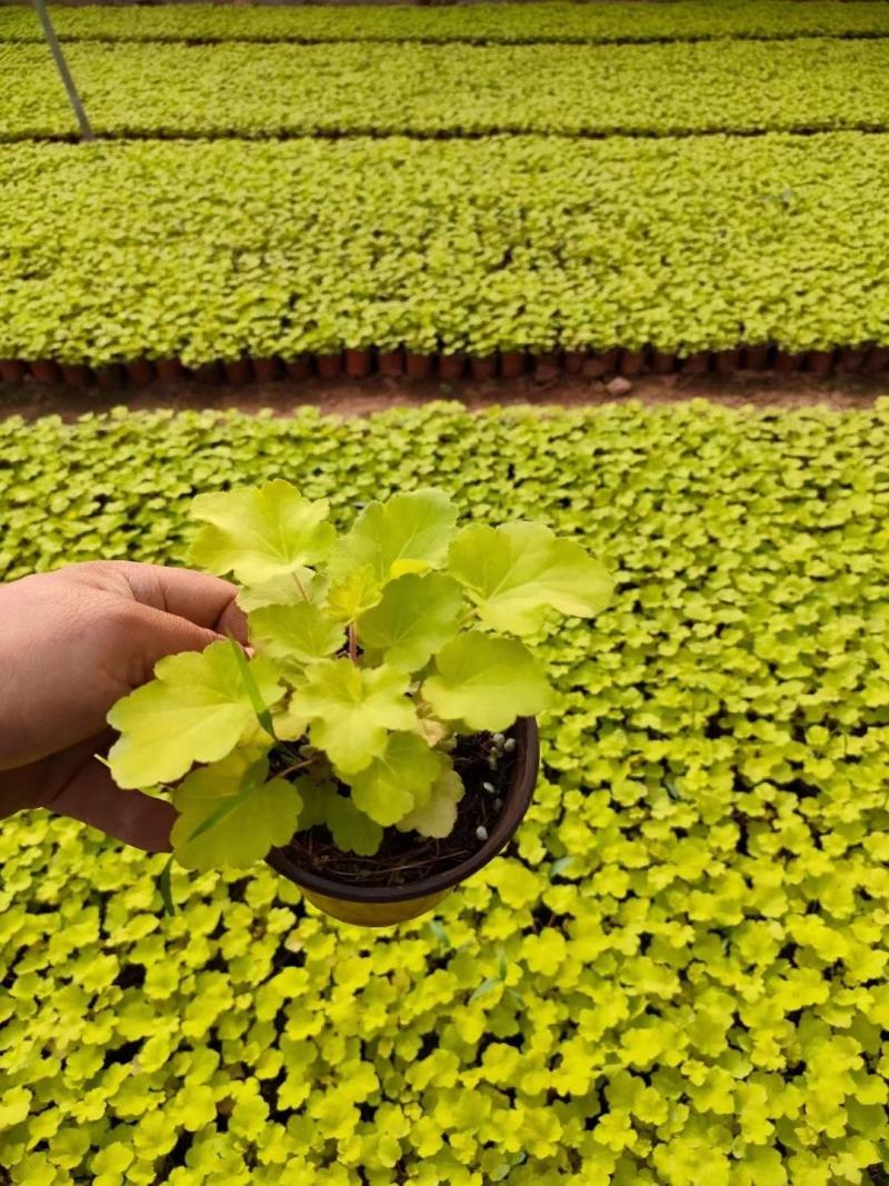 大地的调色盘矾根110盆矾根多色可选