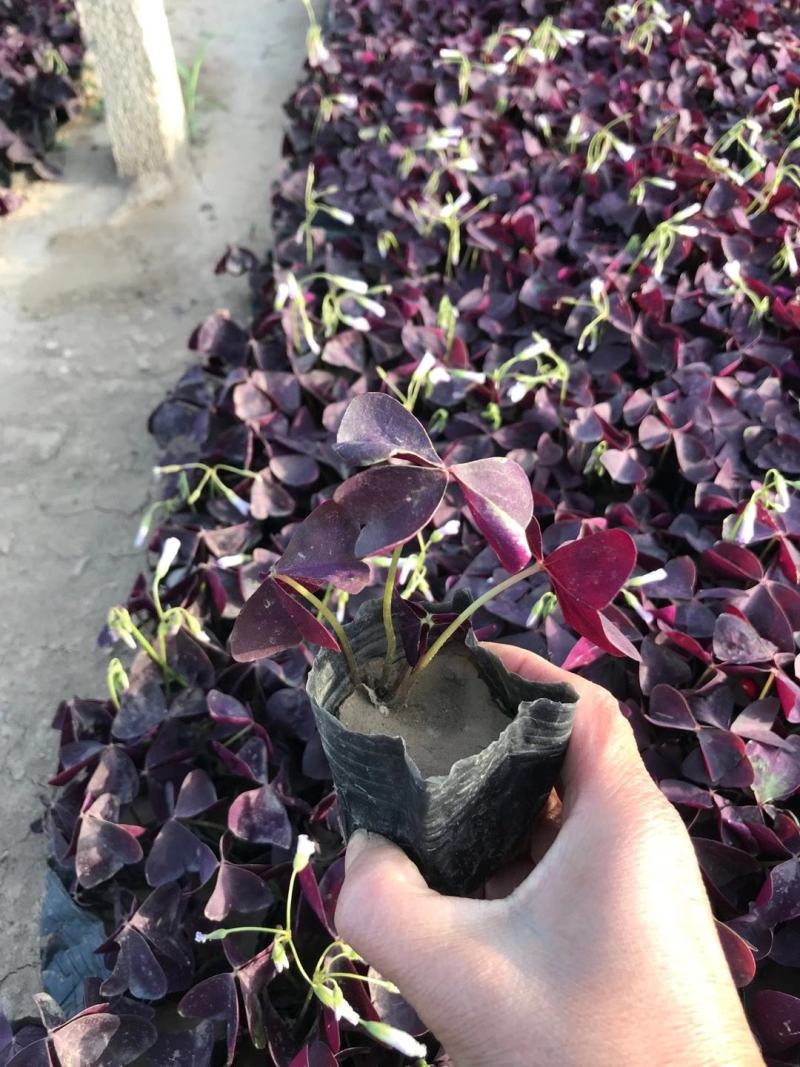 绿叶醡浆草紫叶醡浆草杯苗基地现货成活率高