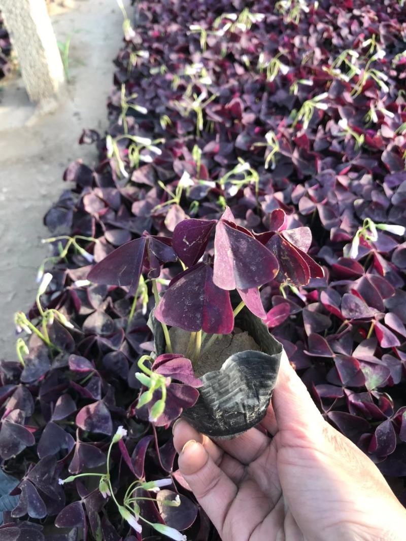 绿叶醡浆草紫叶醡浆草杯苗基地现货成活率高