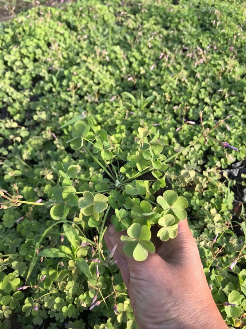 绿叶醡浆草紫叶醡浆草杯苗基地现货成活率高