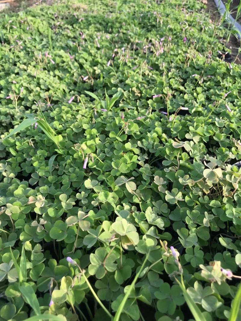 绿叶醡浆草紫叶醡浆草杯苗基地现货成活率高