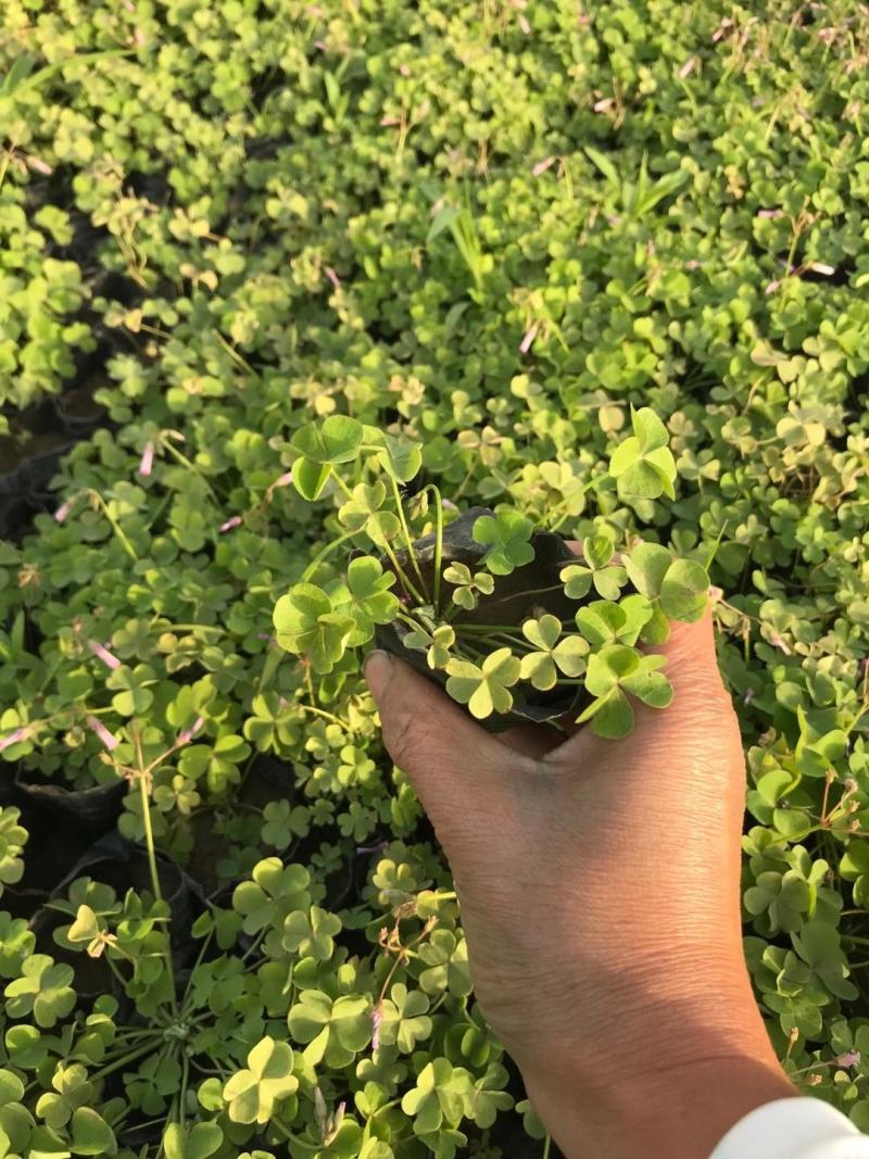绿叶醡浆草紫叶醡浆草杯苗基地现货成活率高