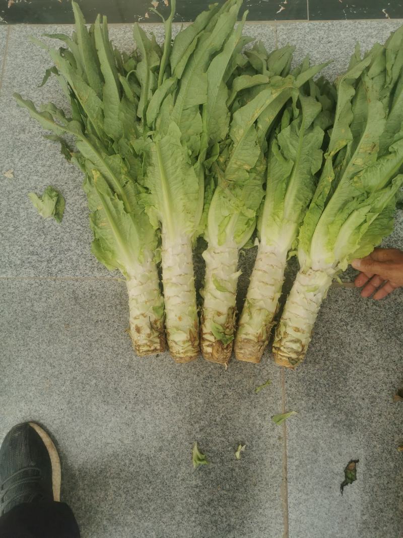 青叶莴笋