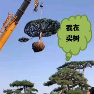 精品造型松