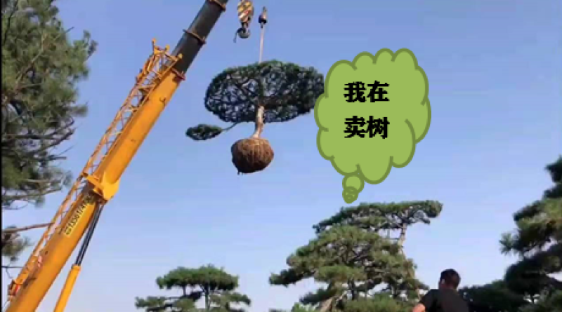 精品造型松