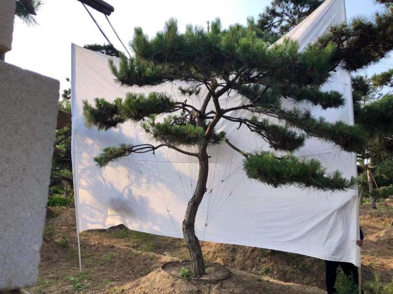 精品造型松
