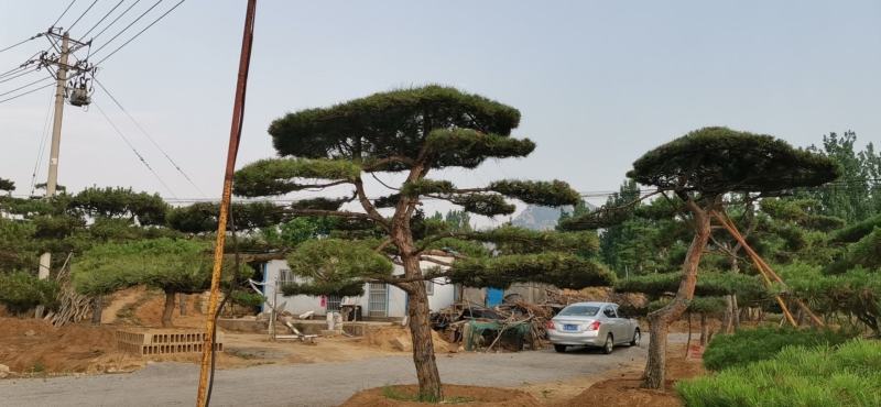 精品造型松