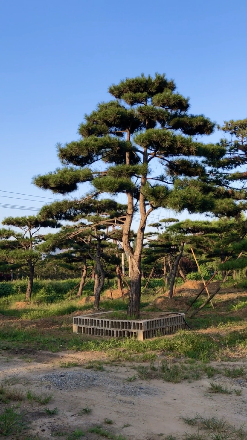 精品造型松