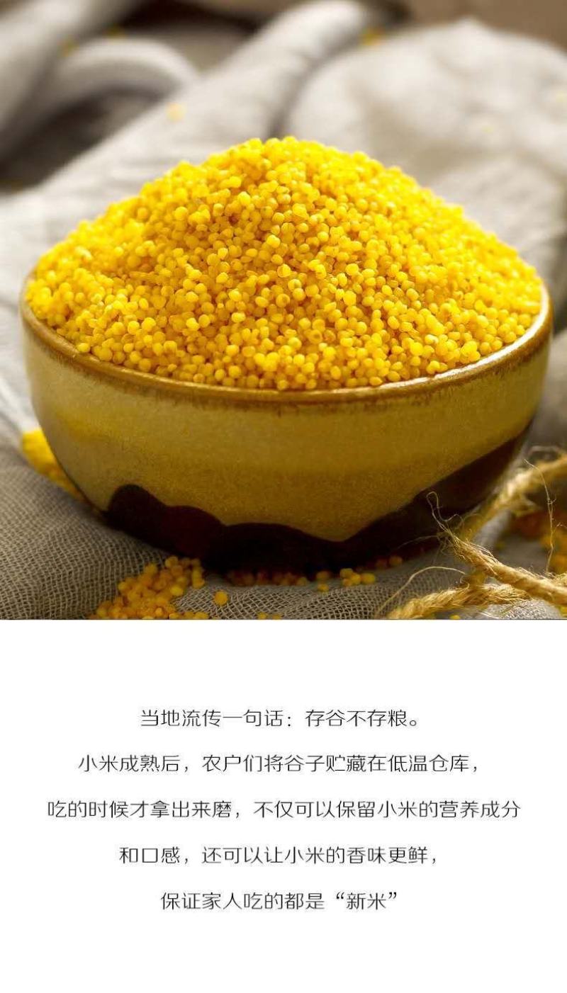 来自陕西的延安小米