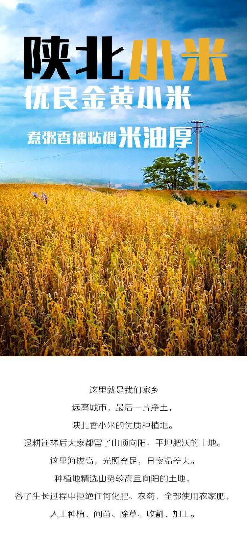 来自陕西的延安小米