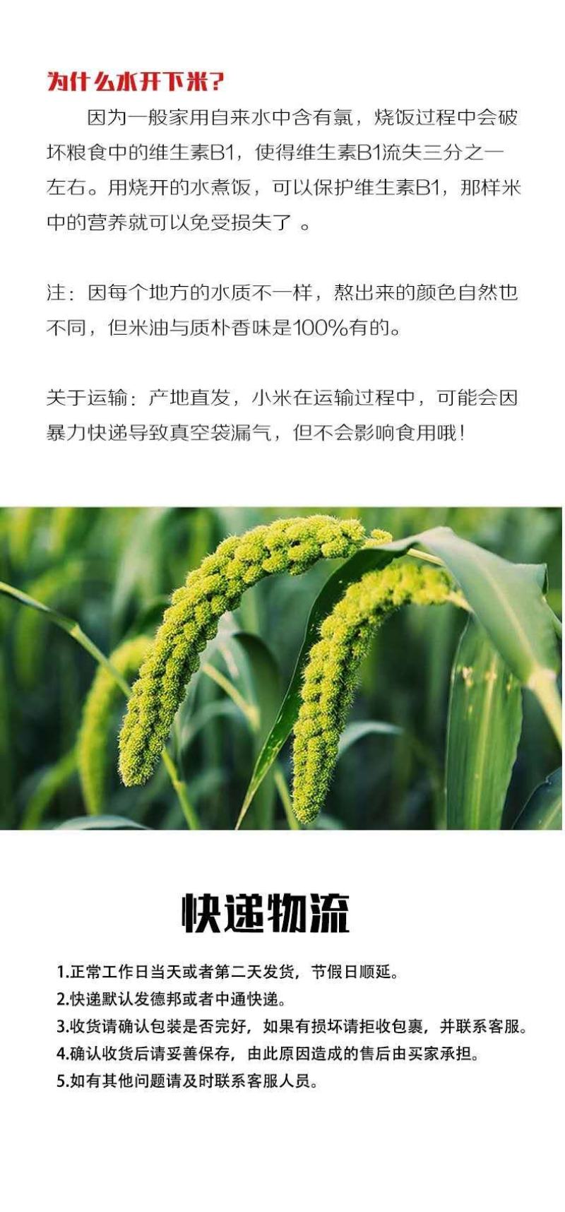 来自陕西的延安小米