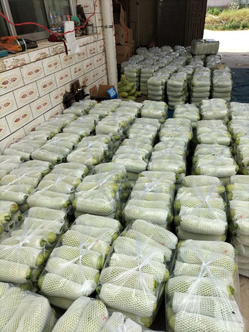 西葫芦大量上市，量大从优，交通便利，质量保证，欢迎采购