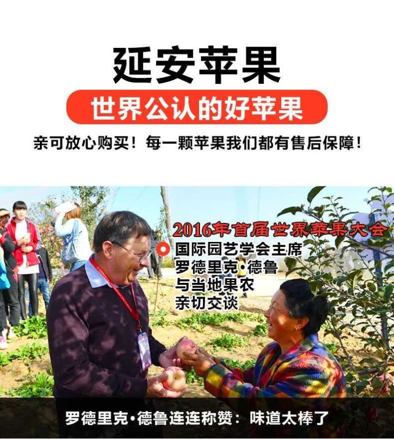 陕西省正宗延安红富士苹果