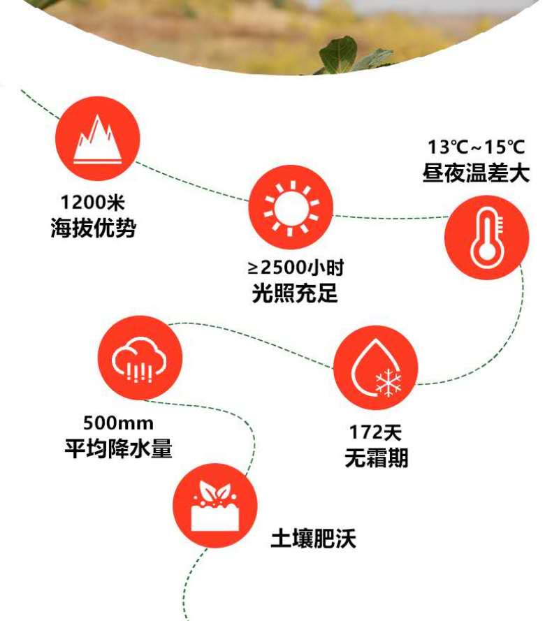 陕西省正宗延安红富士苹果