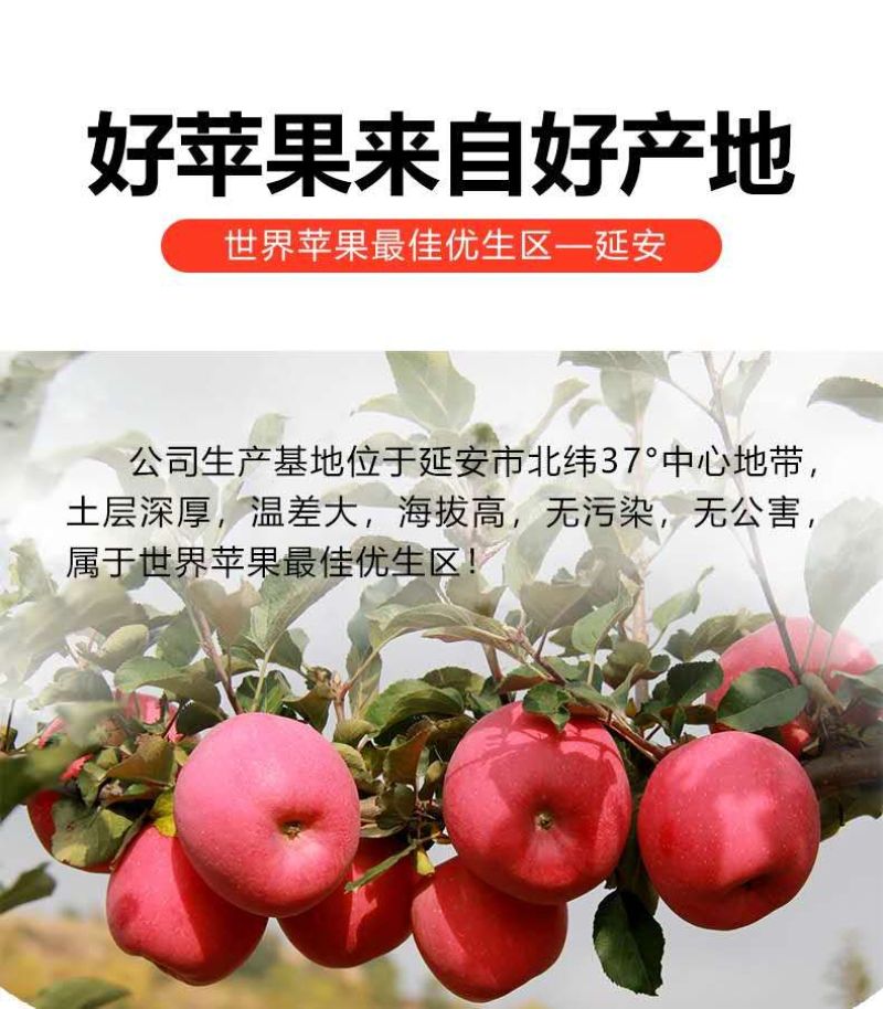 陕西省正宗延安红富士苹果