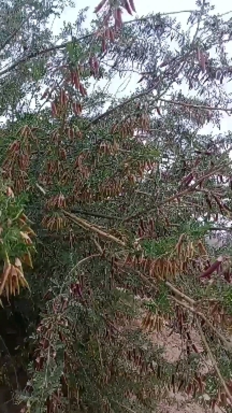 【柠条籽】产地直销！货源充足！常年供应！欢迎电话咨询订货