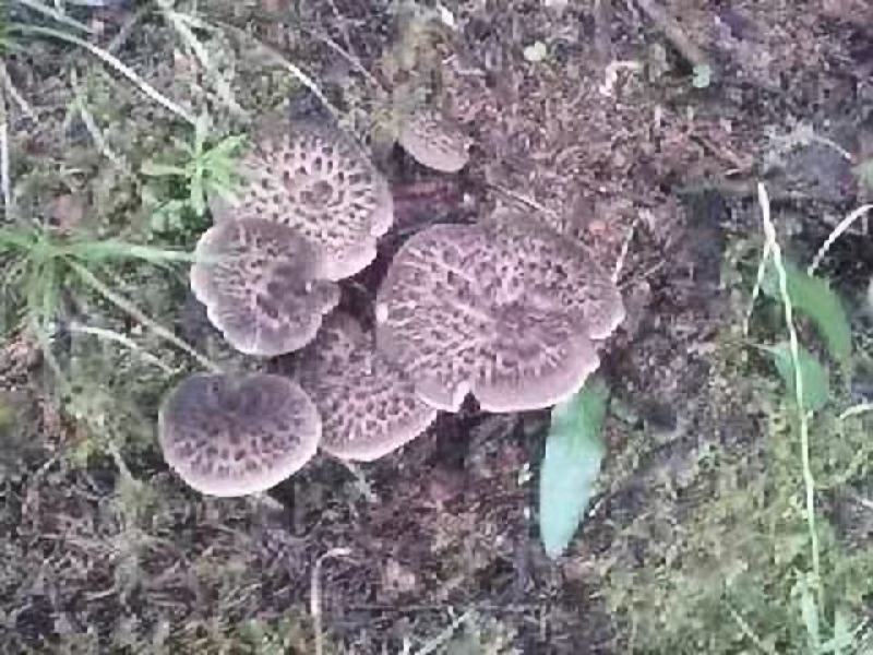 野生虎掌菌，(獐子菌)。