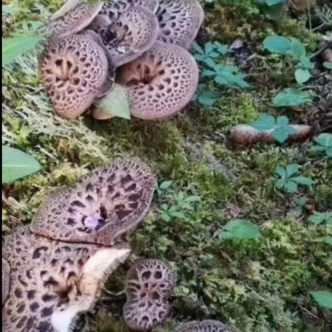 野生虎掌菌,(獐子菌)。