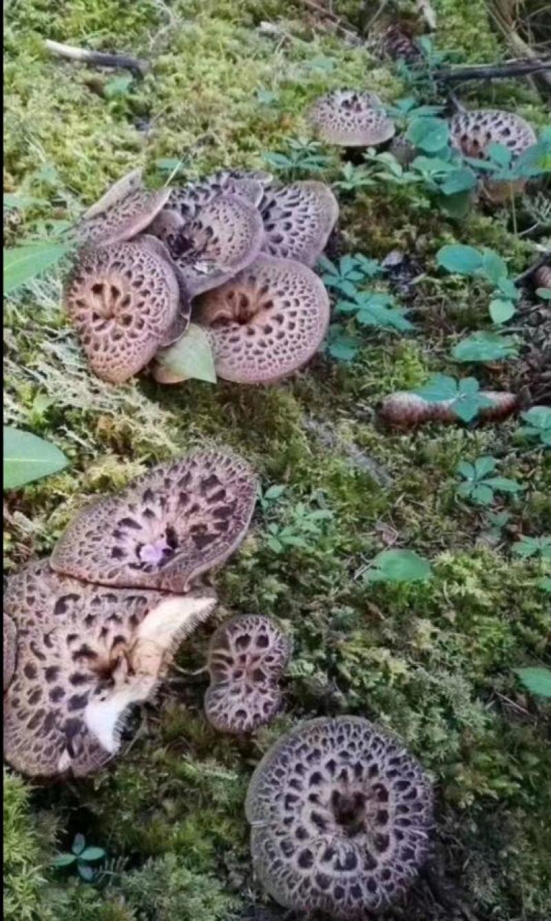 野生虎掌菌，(獐子菌)。