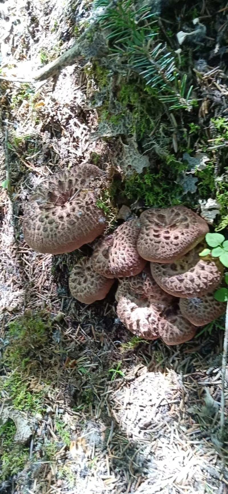 野生虎掌菌，(獐子菌)。