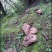 野生虎掌菌,(獐子菌)。
