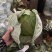 莲花白一手货源