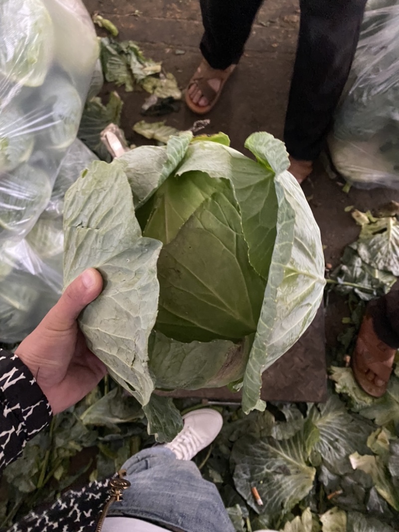 莲花白一手货源