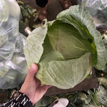 莲花白一手货源