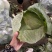 莲花白一手货源