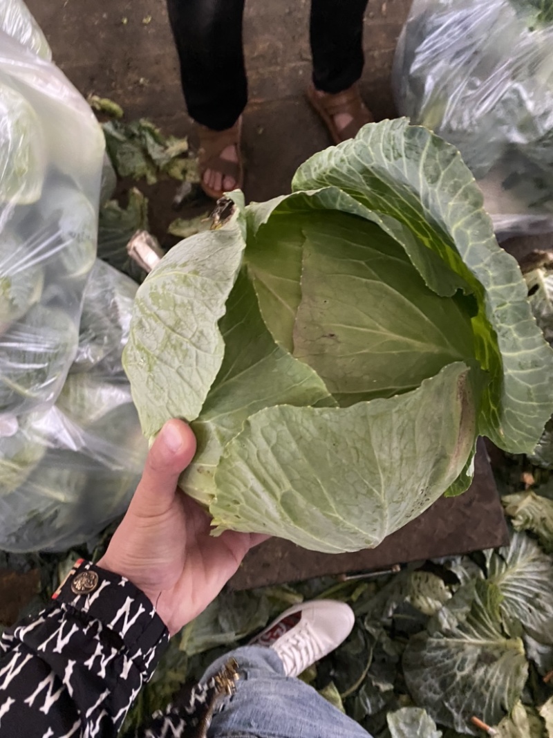 莲花白一手货源