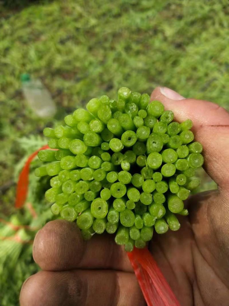 张北精品茼蒿、300亩基地直发。代发车一条龙服务。
