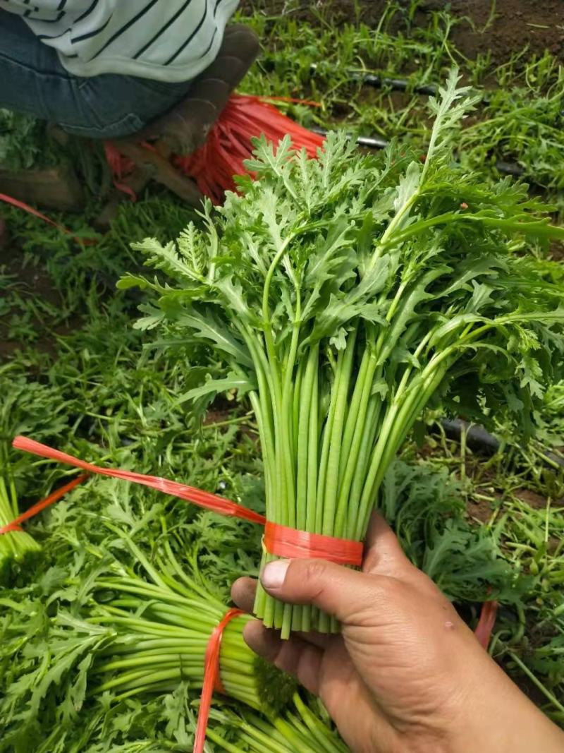 张北精品茼蒿、300亩基地直发。代发车一条龙服务。