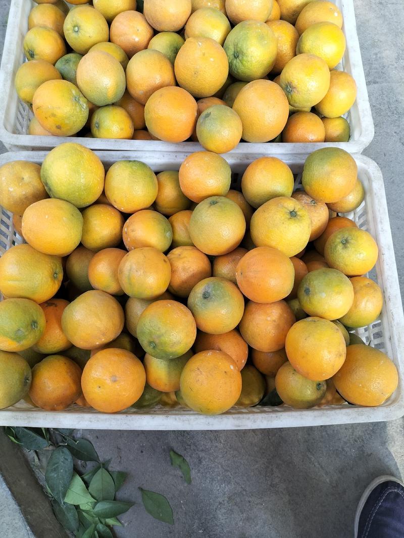湖北秭归脐橙，目前正是夏橙销售旺季，颜色好，口感佳。