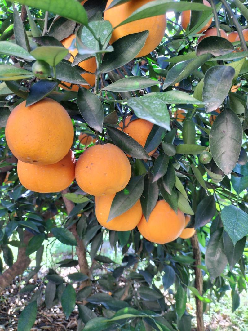湖北秭归脐橙，目前正是夏橙销售旺季，颜色好，口感佳。