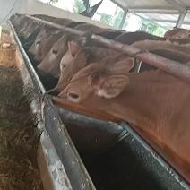 江西赣州肉牛犊价格江西西门塔尔牛价格！！肉牛犊养殖基地哪
