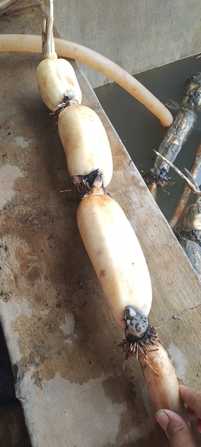 云南精品莲藕大量上市，产地直销，一手货源，量大从优，来电优惠