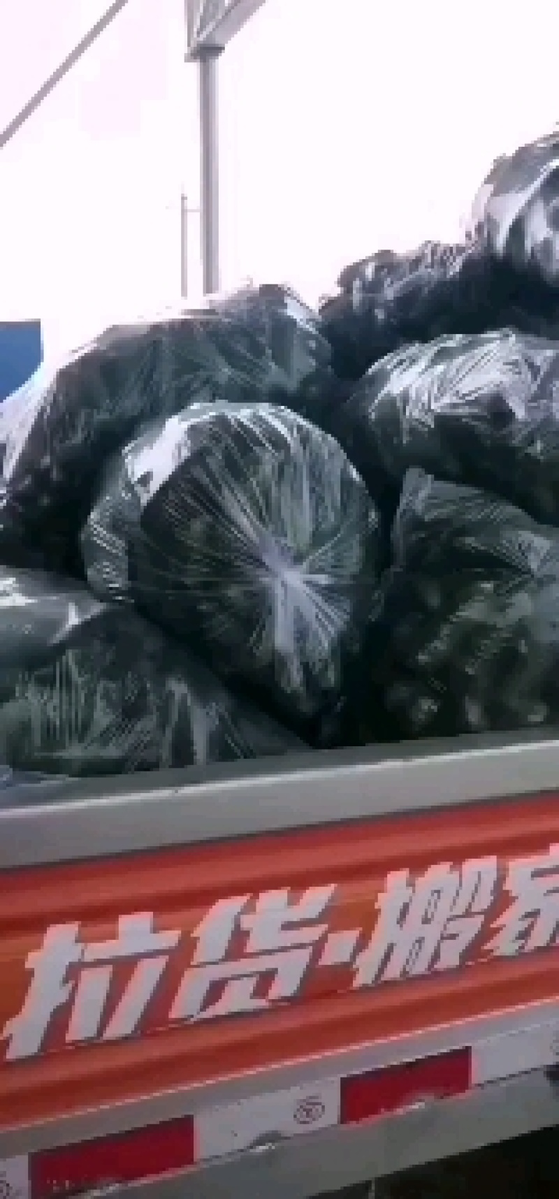 精品玛莎水果黄瓜