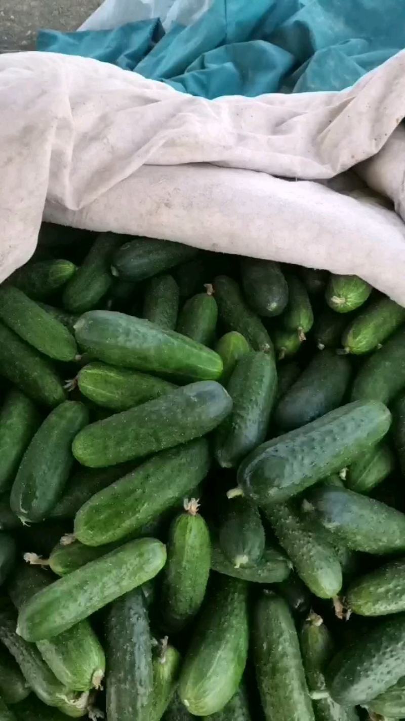 精品玛莎水果黄瓜