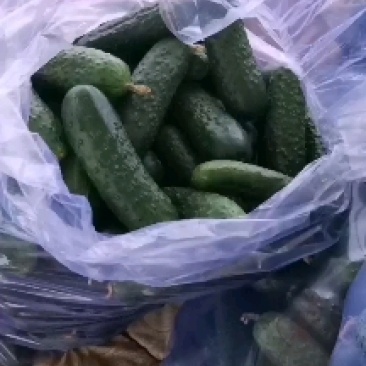 精品玛莎水果黄瓜